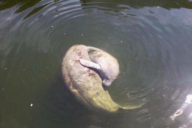 A manatee swimming and slightly submerged in calm water.