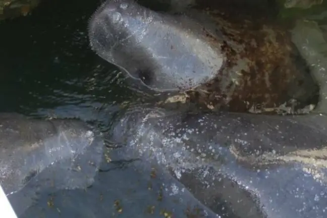 Three manatees swimming close together in dark water.