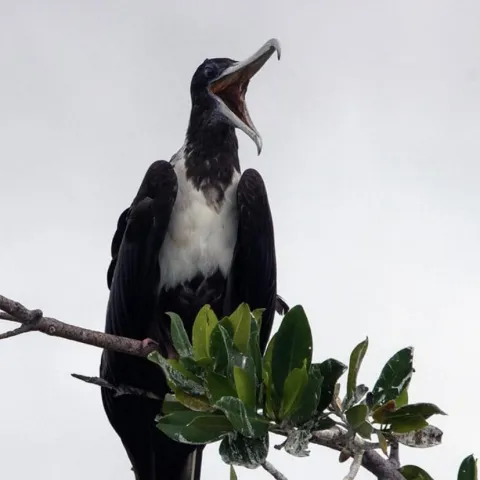 Bird with open beak perched on a branch with green leaves.