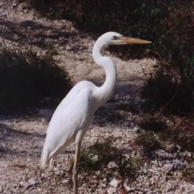 White heron standing on rocky ground with bushes in the background.