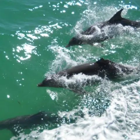 Four dolphins swimming in clear turquoise water with splashes.
