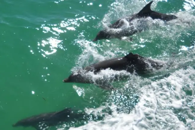 Four dolphins swimming in clear turquoise water with splashes.