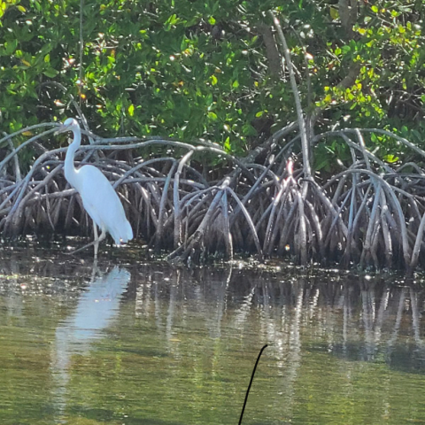 A white heron stands in shallow water near mangrove roots.