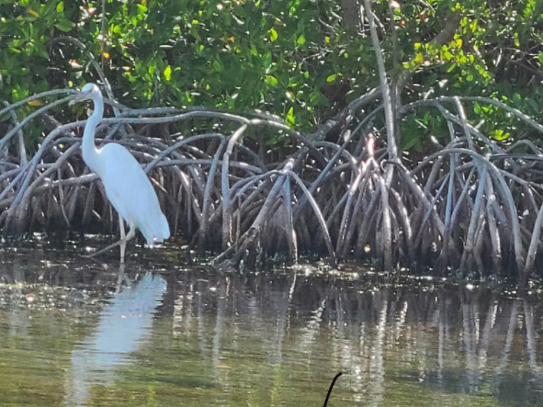 A white heron stands in shallow water near mangrove roots.