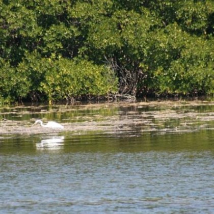 A white bird stands in shallow water near lush green vegetation.