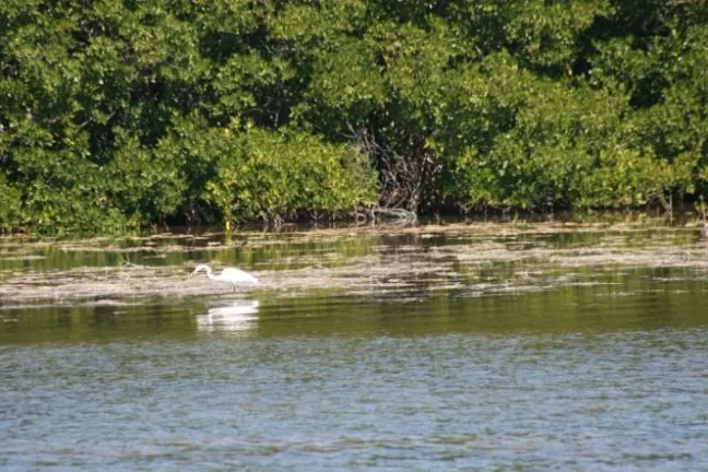 A white bird stands in shallow water near lush green vegetation.
