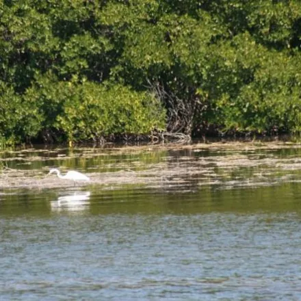 A white bird stands in shallow water near lush green vegetation.
