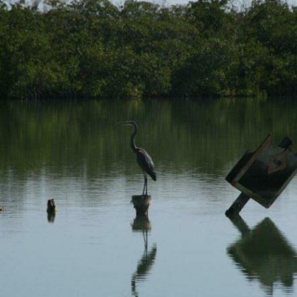 Heron standing on a post in calm water with trees in the background.