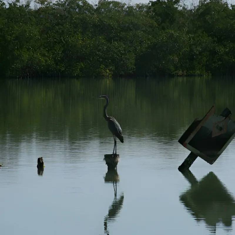 Heron standing on a log in calm water with trees in the background.