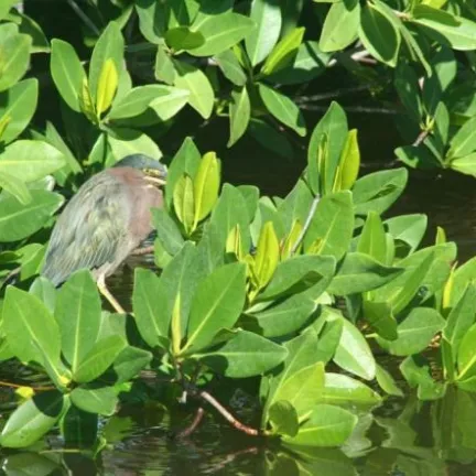 Green heron camouflaged among lush green leaves near water.