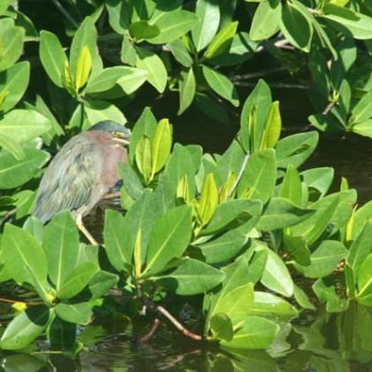 Green heron camouflaged among lush green leaves near water.