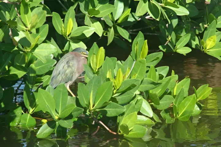 Small bird perched among green leaves over water.
