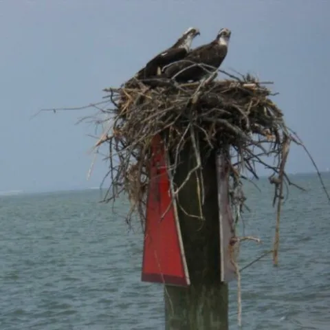 Two birds sitting on a large nest atop a wooden post by the sea.