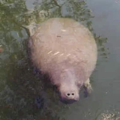 A manatee surfaces in calm, reflective water, its back partially visible.