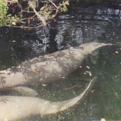 Two manatees swimming underwater near leafy branches.