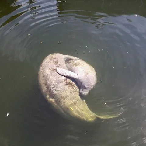 Manatee floating on its back in calm water.