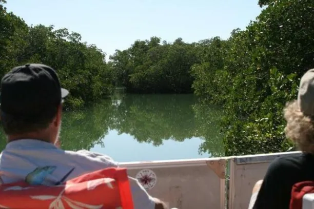 Two people on a boat observing a lush mangrove river with calm water.