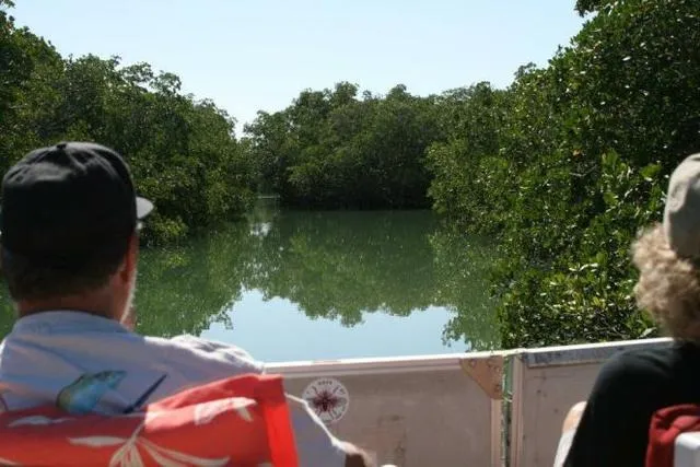 Two people on a boat observing a lush mangrove river with calm water.