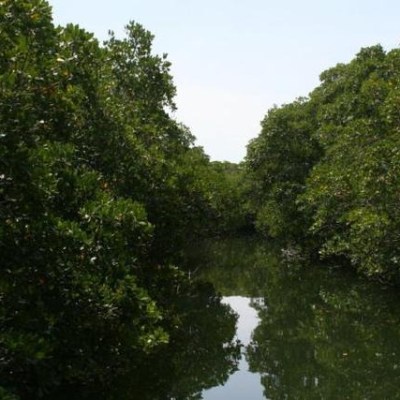 Dense green mangroves surrounding a calm, narrow waterway under a clear sky.