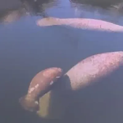 Three manatees swimming in clear blue water, viewed from above.