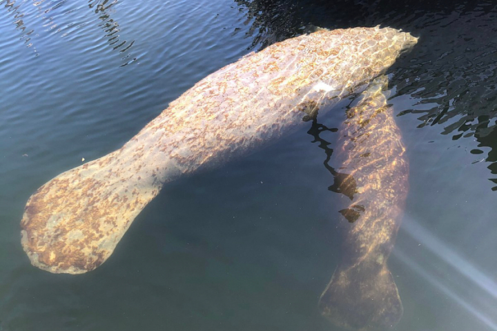 Two manatees swim together in clear, calm water under sunlight.