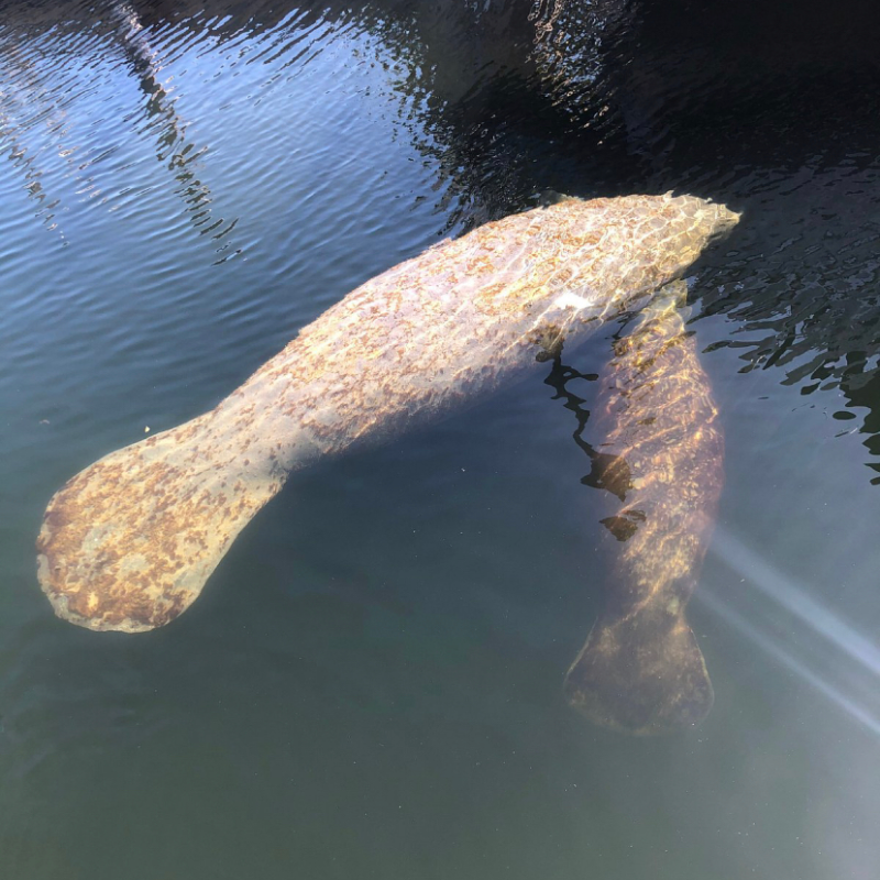 Two manatees swim together in clear, calm water under sunlight.