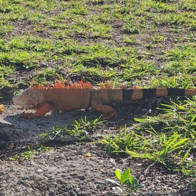 Orange iguana on grassy ground in sunlight.