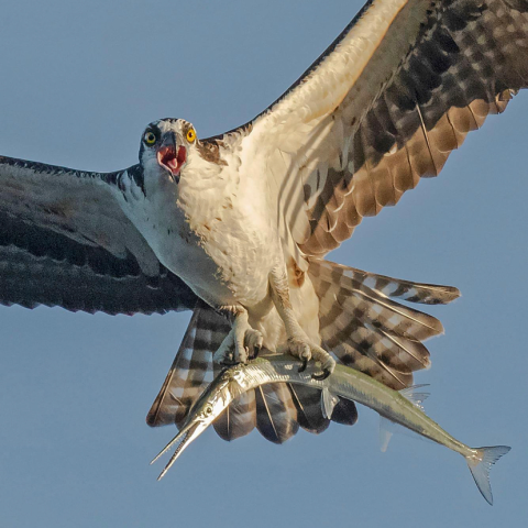 Osprey flying with a fish in its talons against a clear blue sky.