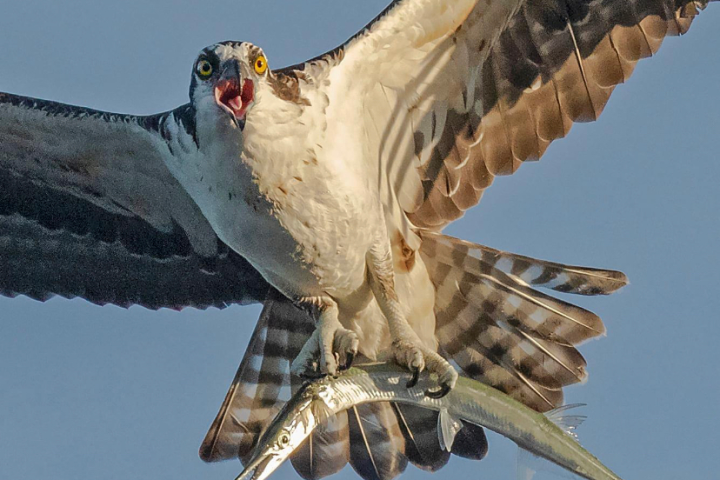 Osprey flying with a fish in its talons against a clear blue sky.
